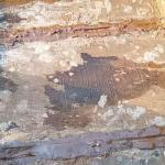 Dầu chai Thuyền Buồm trám ghe xuồng, ốc vít mái tôn chống thấm chống dột 500g