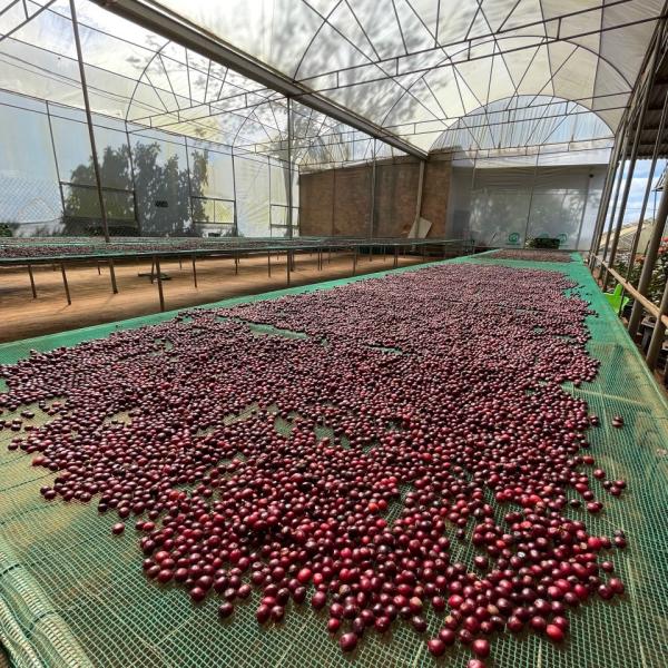 Cà phê đặc sản - Fine Robusta - FOREST COFFEE