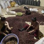 Cà phê đặc sản - Fine Robusta - FOREST COFFEE