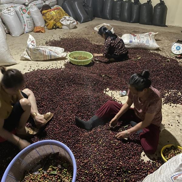 Cà phê đặc sản - Fine Robusta - FOREST COFFEE