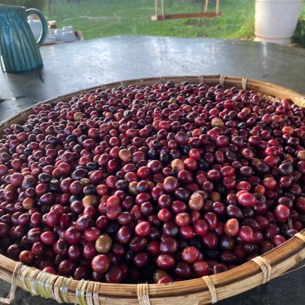 Cà phê đặc sản - Fine Robusta - FOREST COFFEE