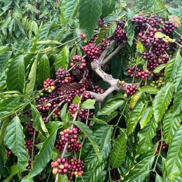 Cà phê chất lượng cao - mật ong - FOREST COFFEE